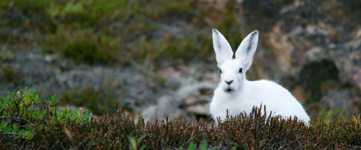 Wit konijn 1200x500