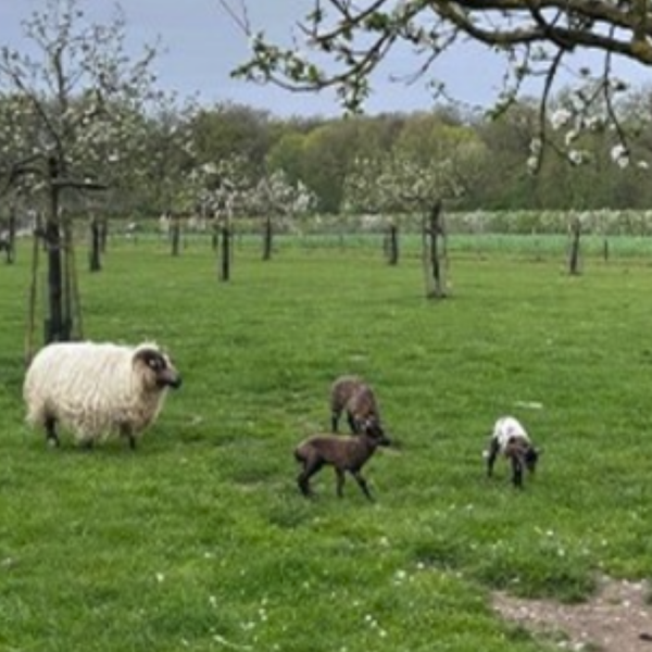 Column kuikentje 600x600